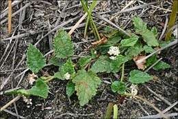 Image of Commersonia prostrata (Maiden & Betche) C. F. Wilkins & Whitlock