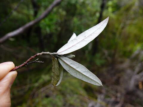 Imagem de Corokia buddleioides A. Cunn.