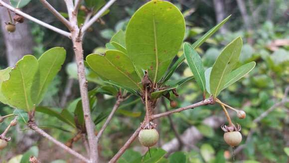 Image of Vitellariopsis marginata (N. E. Br.) Aubrév.