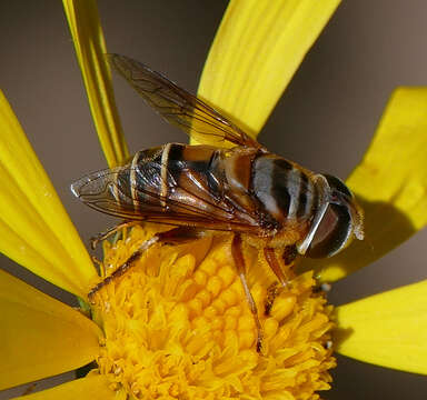 Image of Palpada vinetorum (Fabricius 1799)