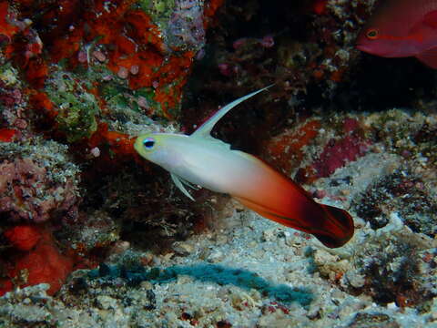 Image of Fire Dartfish