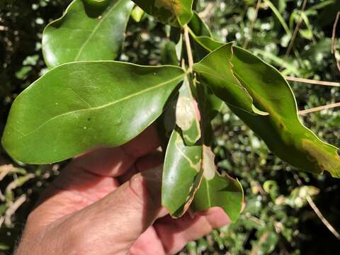 Image of macadamia nut