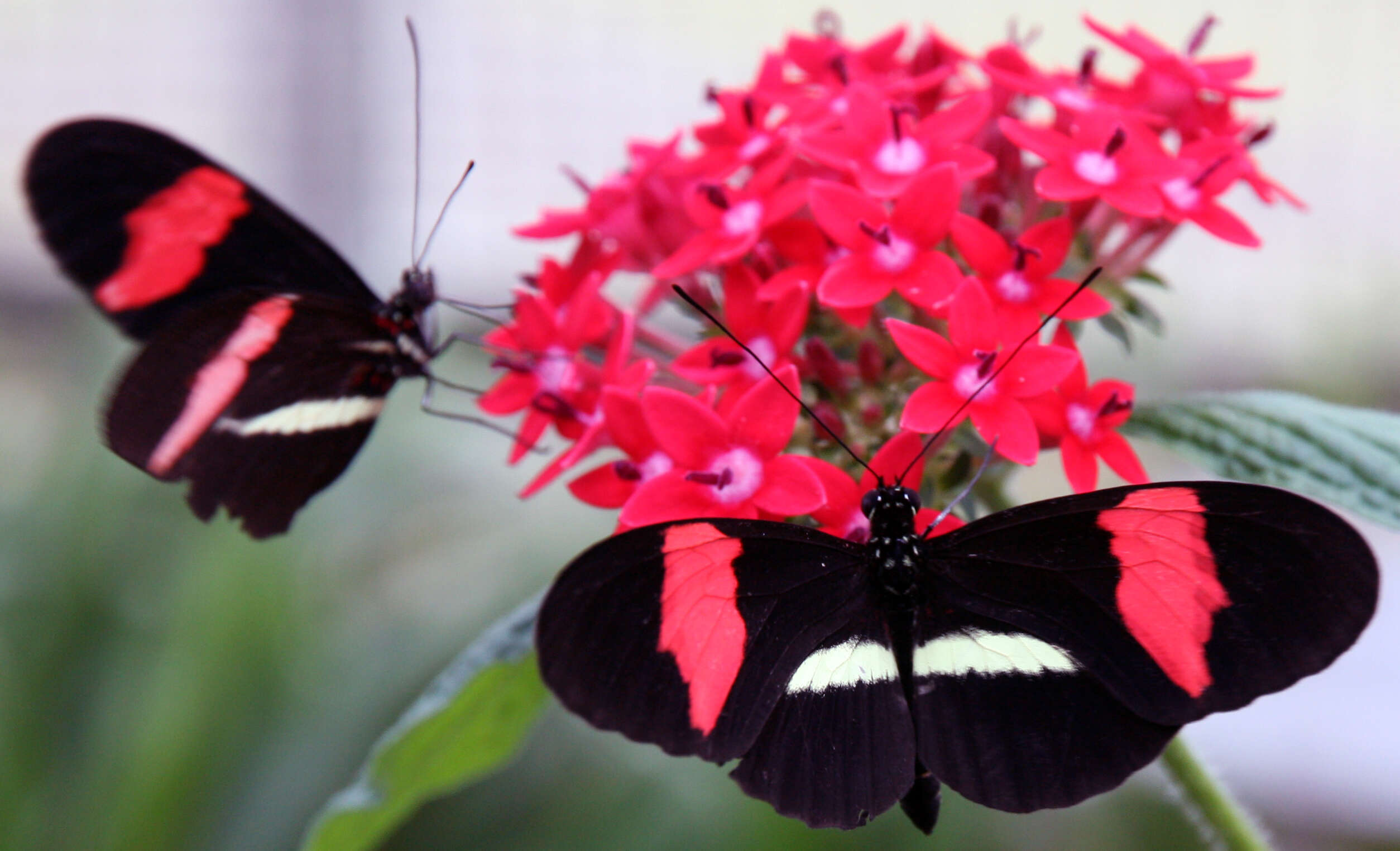 Image of Heliconius melpomene Linnaeus 1758