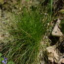 Plancia ëd Festuca heterophylla Lam.
