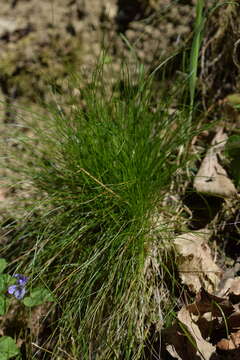 Image of variousleaf fescue