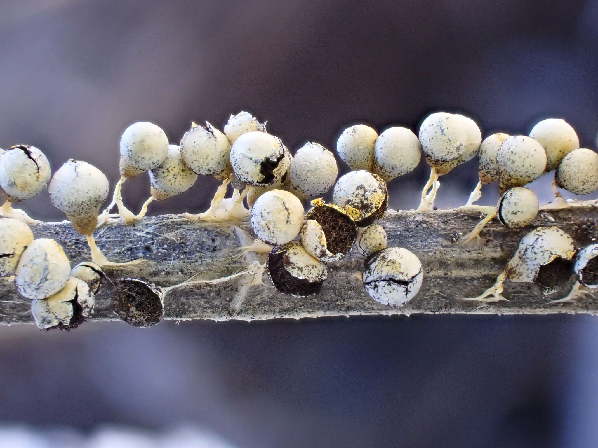 Image of Physarum albescens