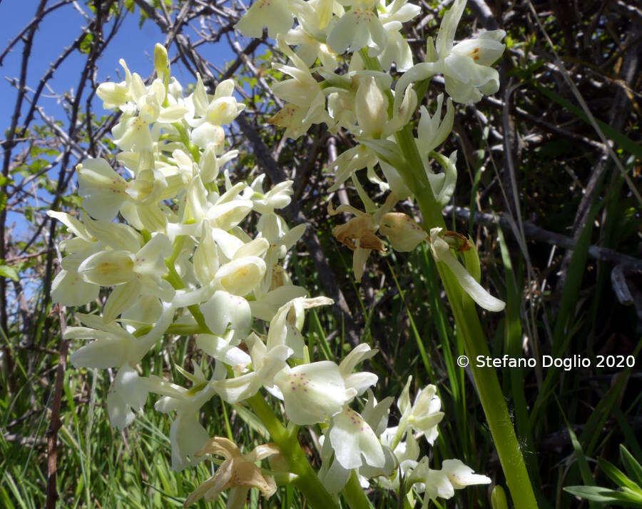 Image of Provence orchid