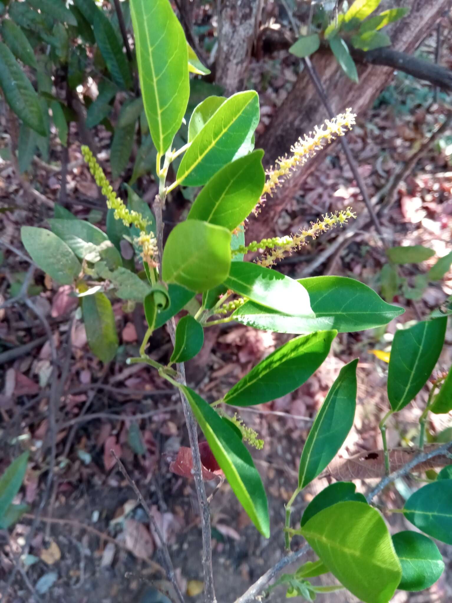 Image of Antidesma madagascariense Lam.