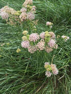 Image of Asclepias fascicularis Decne.