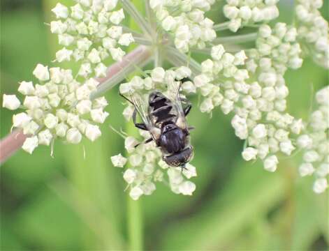 Image of Eristalinus sepulchralis (Linnaeus 1758)