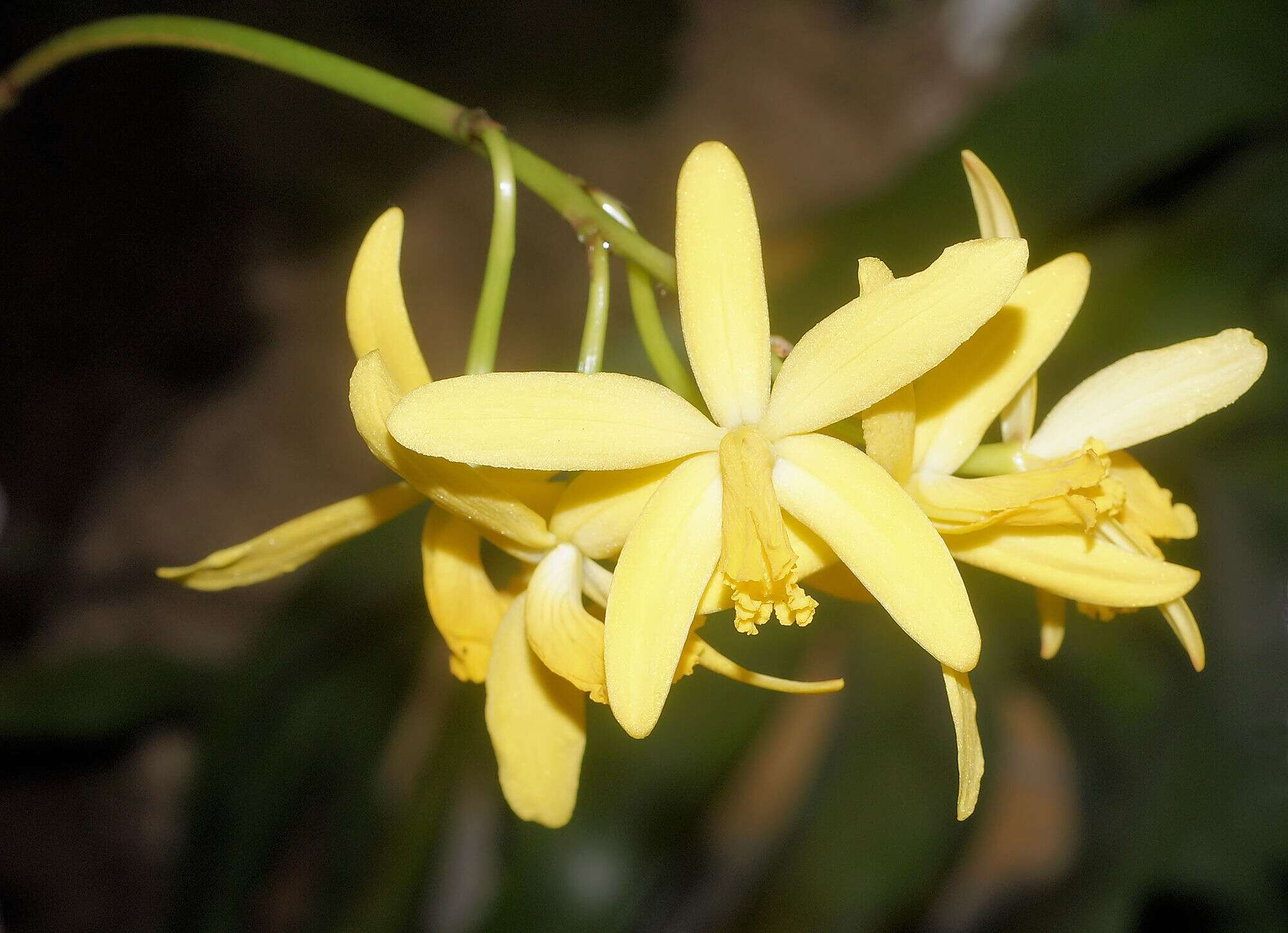 صورة Cattleya crispata (Thunb.) Van den Berg