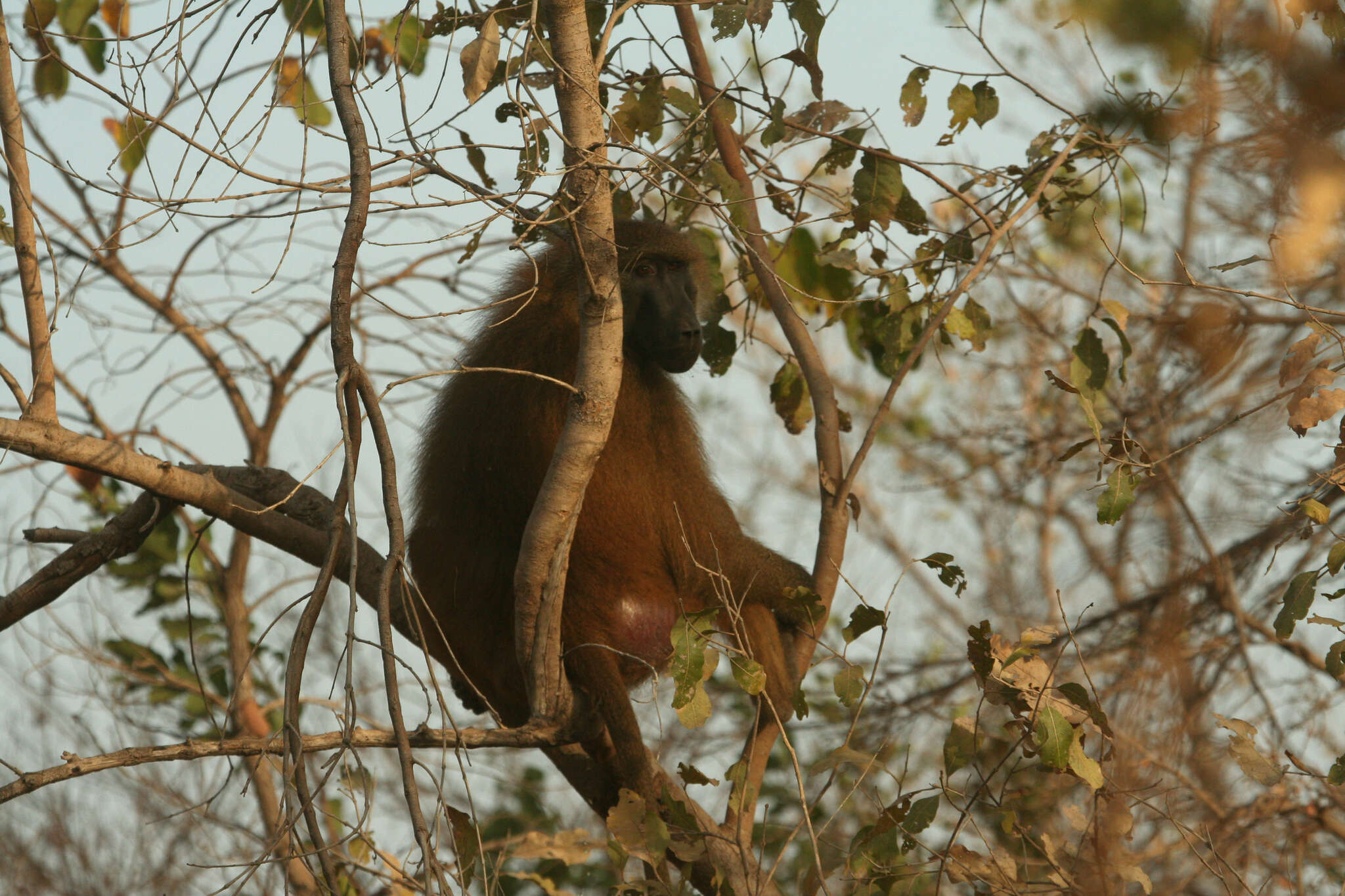 Image of Guinea Baboon