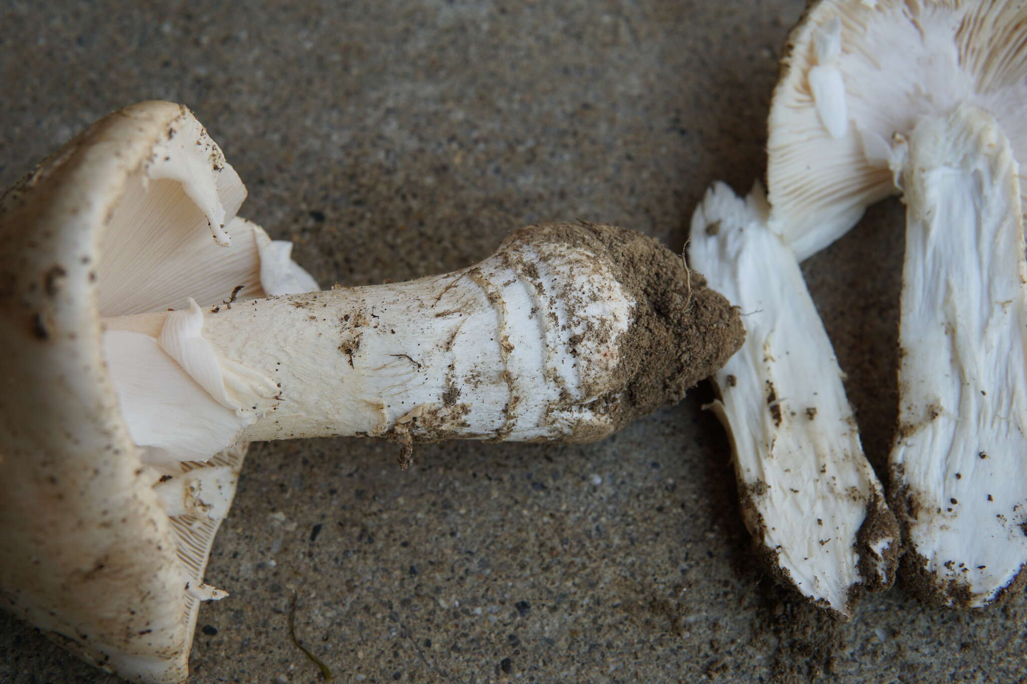 Image of Amanita canescens D. T. Jenkins 1982