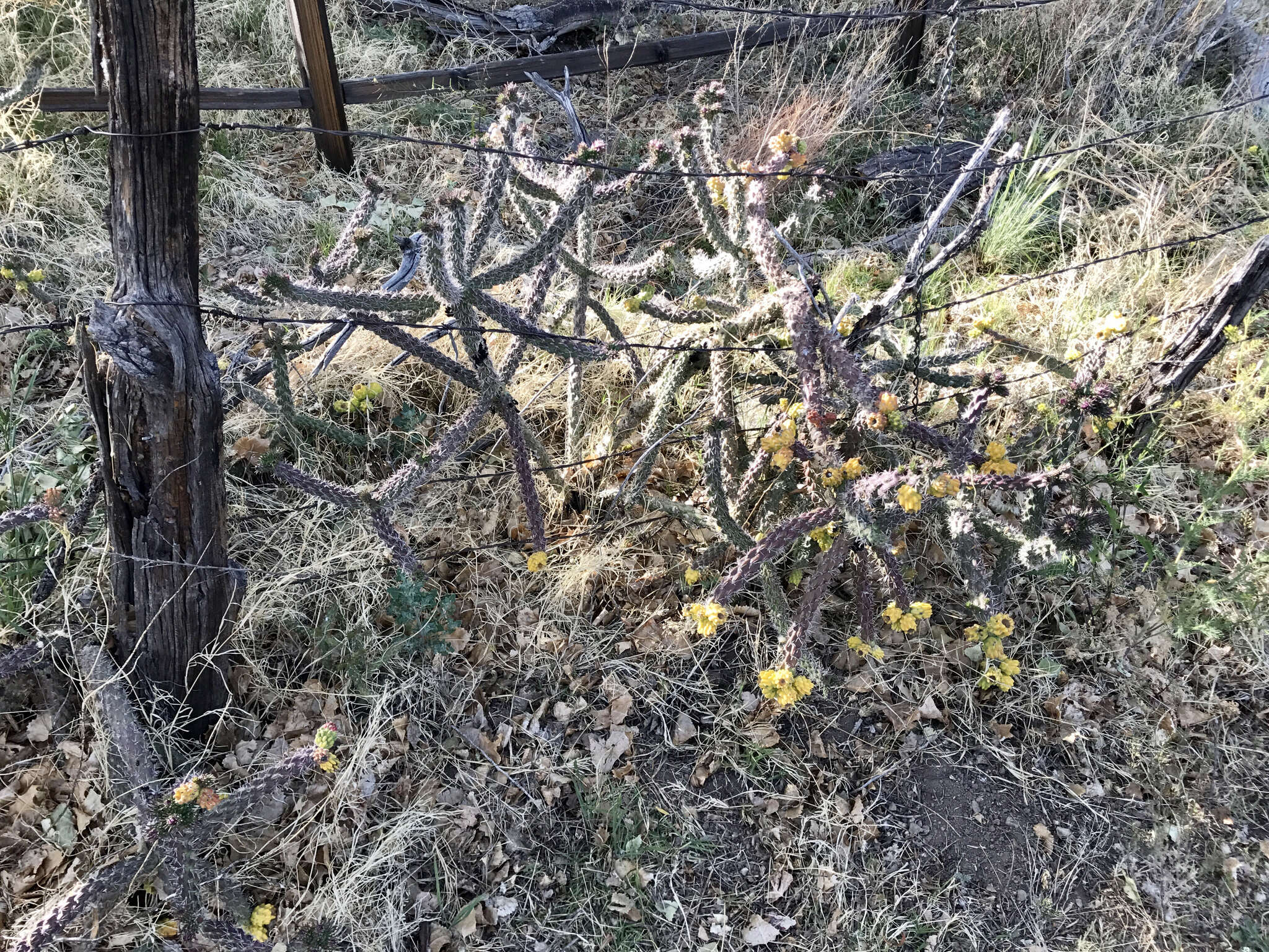 Image of Cylindropuntia imbricata subsp. spinosior