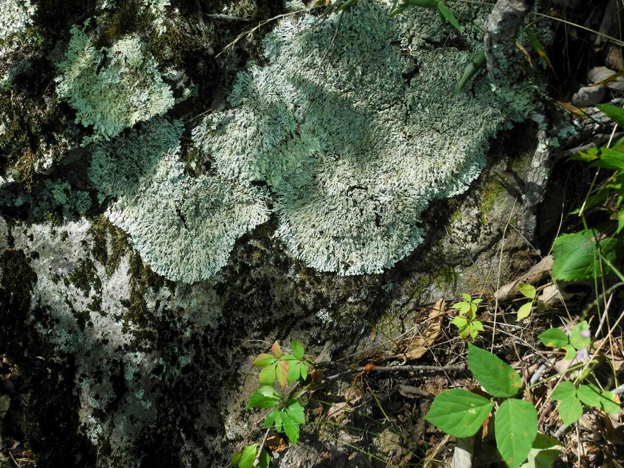 Image of shield lichen