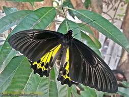 Troides helena (Linnaeus 1758) resmi