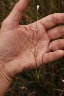 Image of Oregon Willowherb