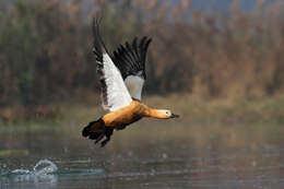 Image of Ruddy Shelduck