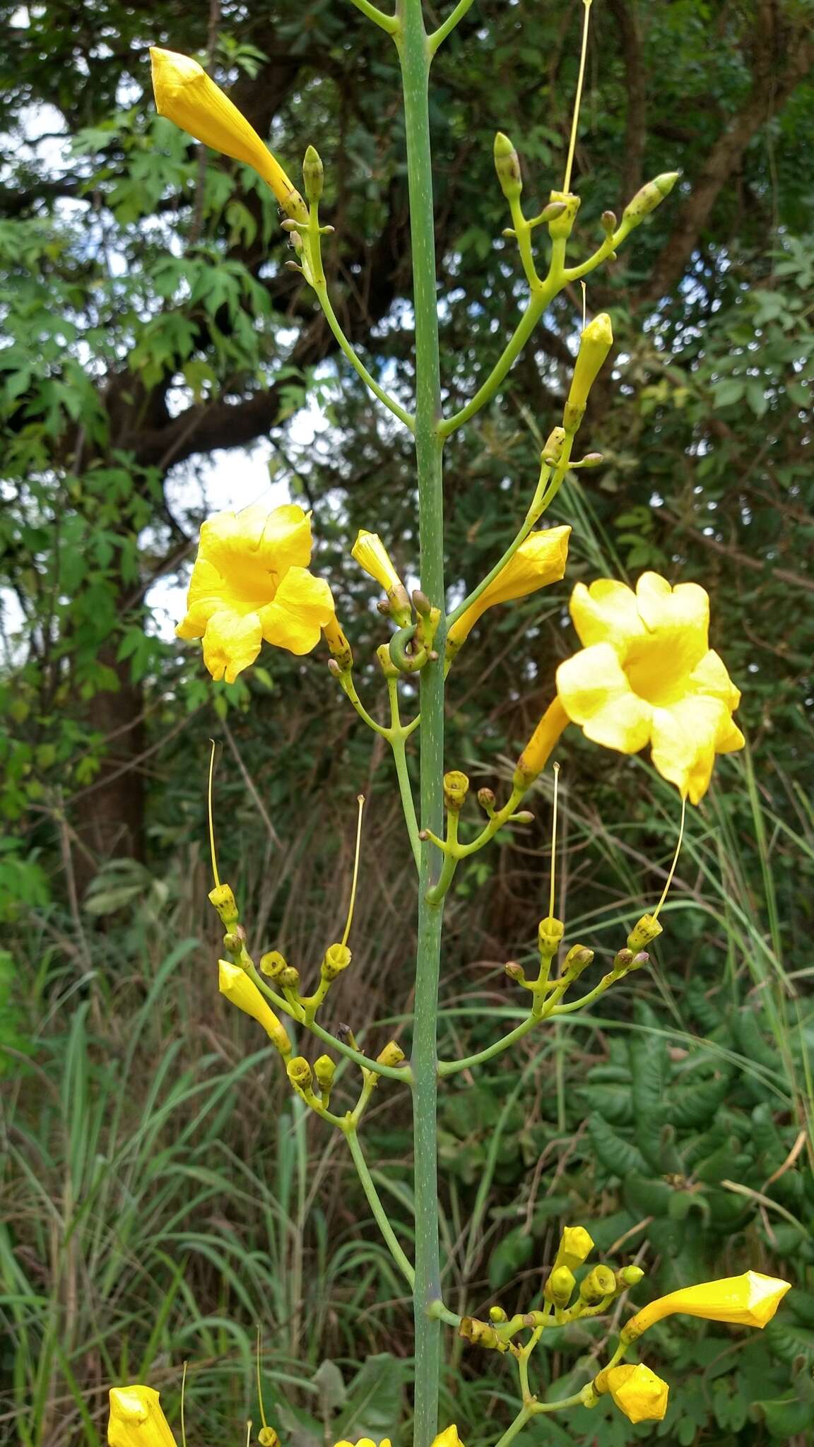 Imagem de Adenocalymma pedunculatum (Vell.) L. G. Lohmann