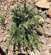 Image of Polygala asbestina Burch.