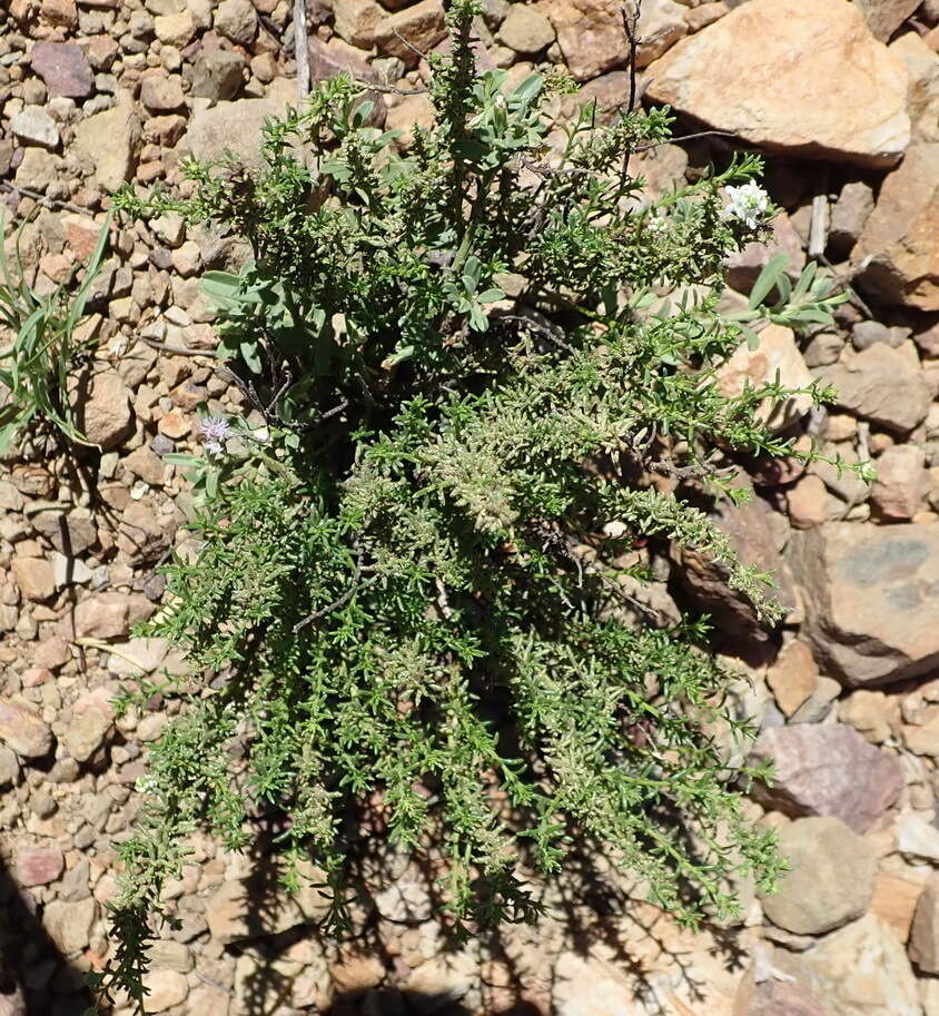 Image of Polygala asbestina Burch.