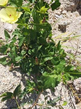 Hibiscus ribifolius A. Gray的圖片