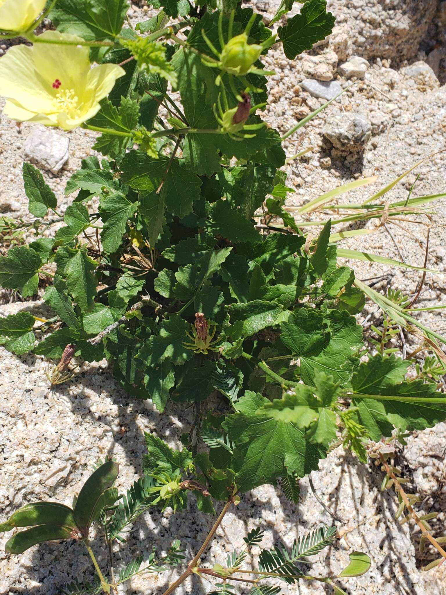 Hibiscus ribifolius A. Gray的圖片