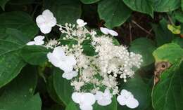 Image of panicled hydrangea