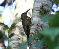 Image of Strong-billed Woodcreeper