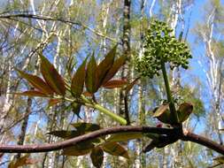 Imagem de Sambucus racemosa L.