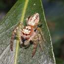 Image of Garden Jumping Spider