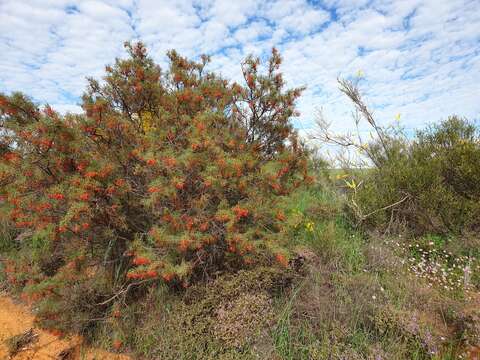 Image of Grevillea dielsiana C. A. Gardner