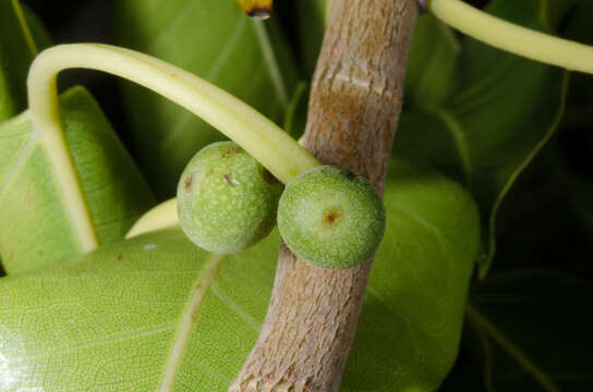 Ficus marmorata Boj. ex Baker的圖片