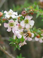 Слика од Leptospermum squarrosum Gaertn.