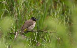 Image of White-eyed Bulbul