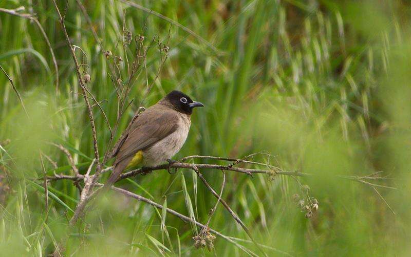 Image of White-eyed Bulbul