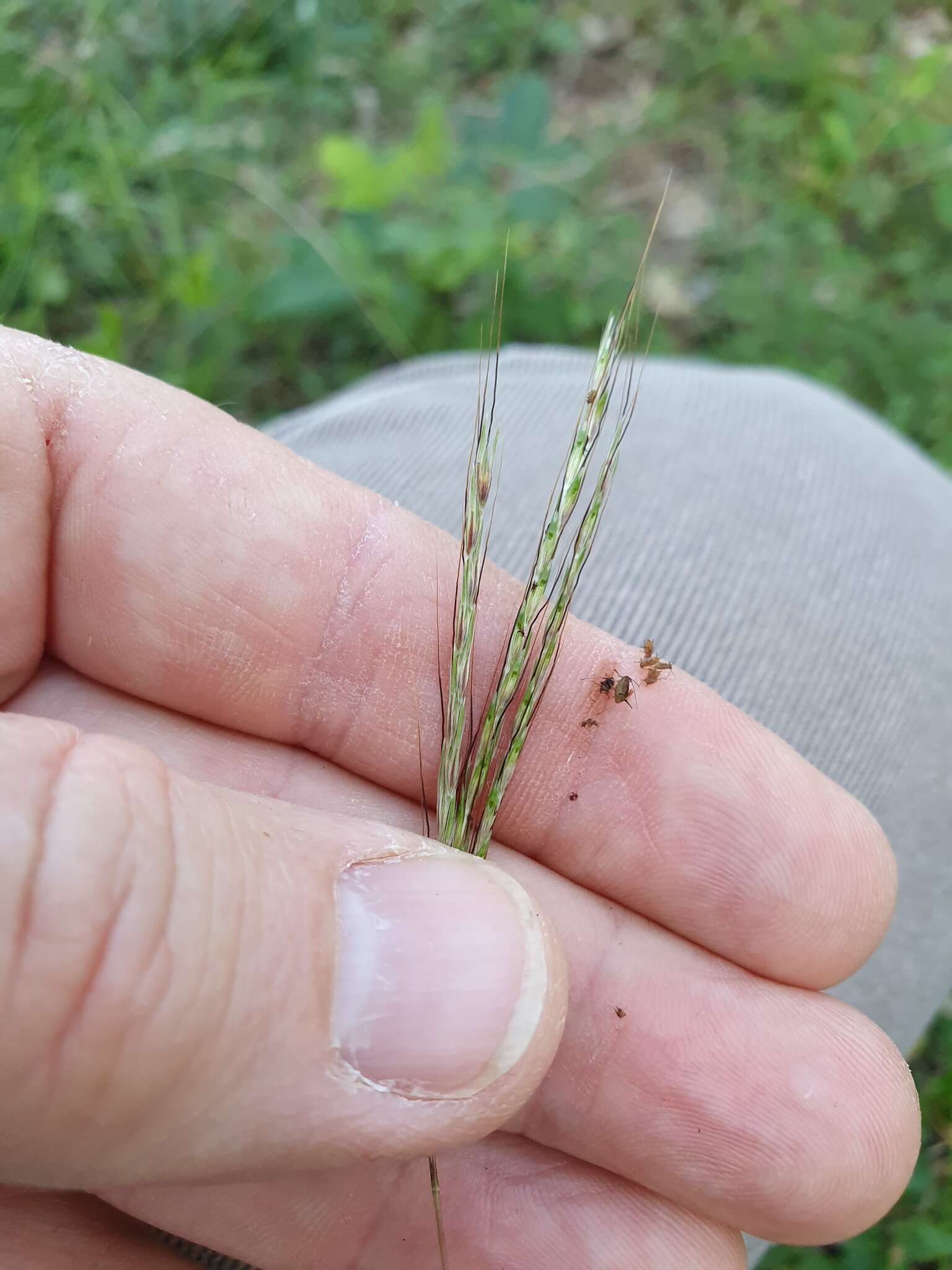 صورة Bothriochloa decipiens (Hack.) C. E. Hubb.