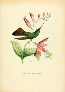 صورة Chalybura urochrysia (Gould 1861)