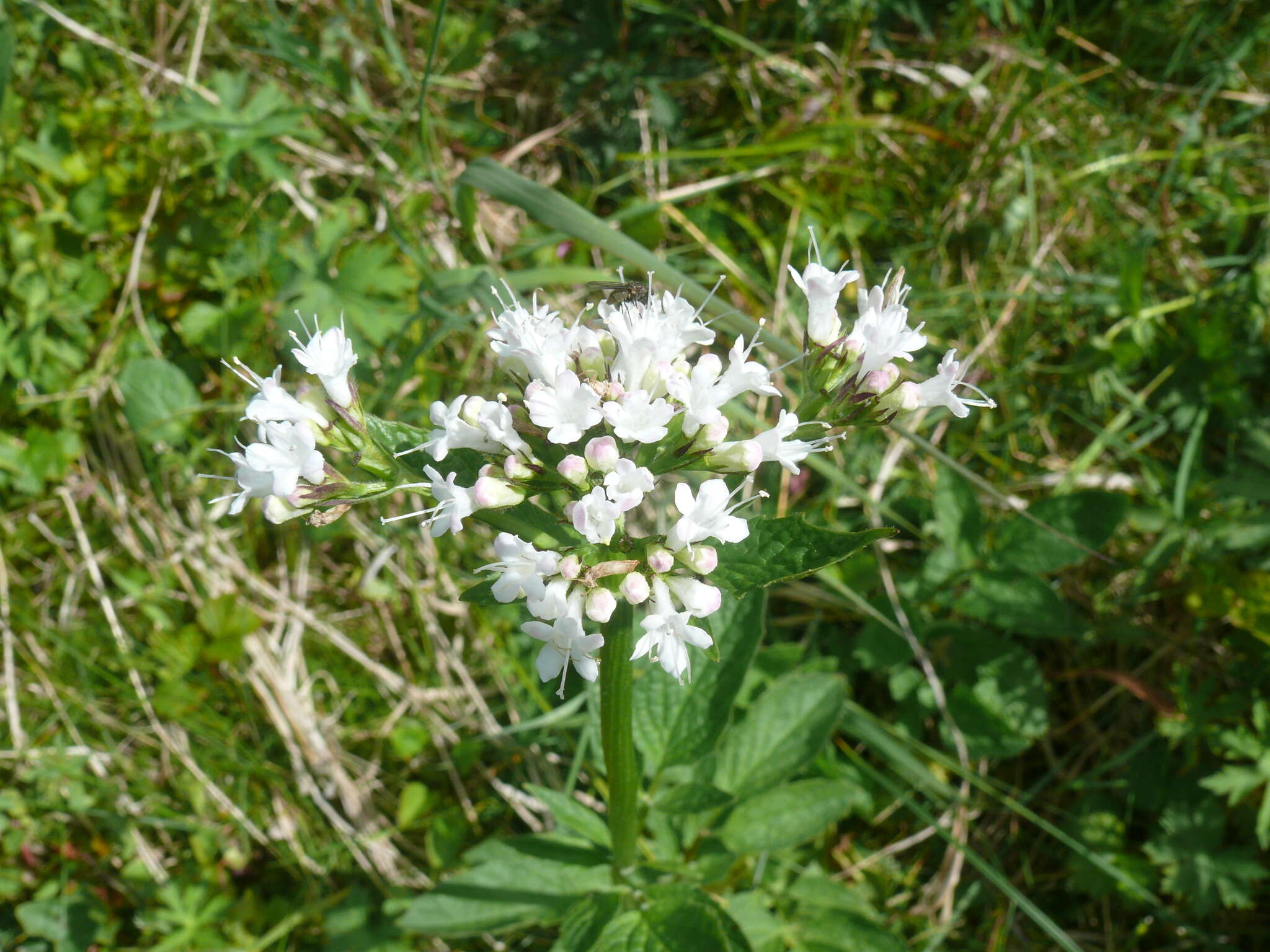 Image of Mountain Heliotrope