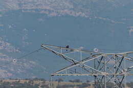 Image of Spanish Imperial Eagle