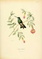 Image of Cynanthus Swainson 1827