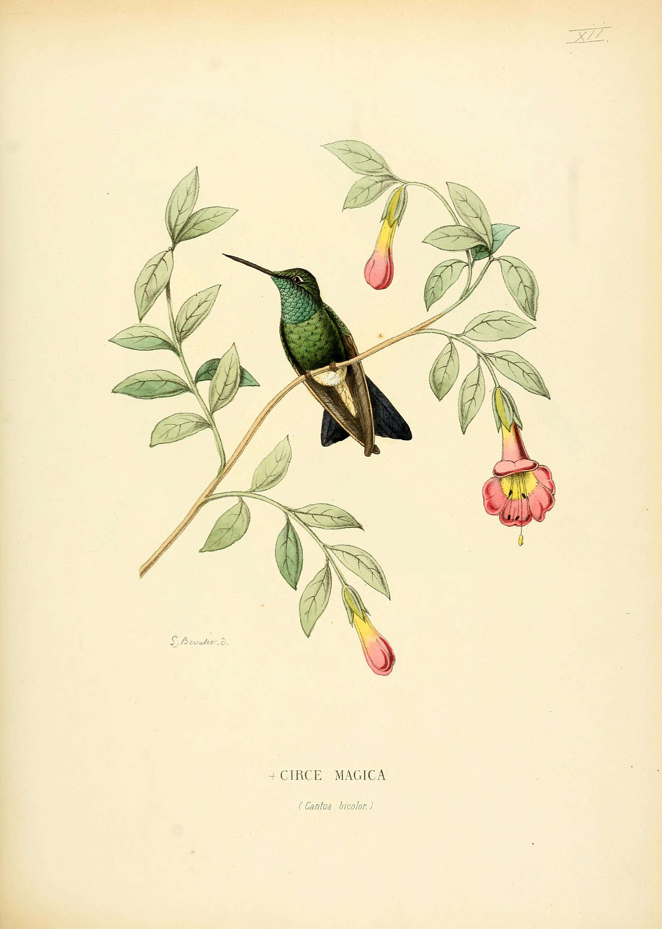 Image of Cynanthus Swainson 1827