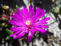 Delosperma obtusum L. Bol. resmi