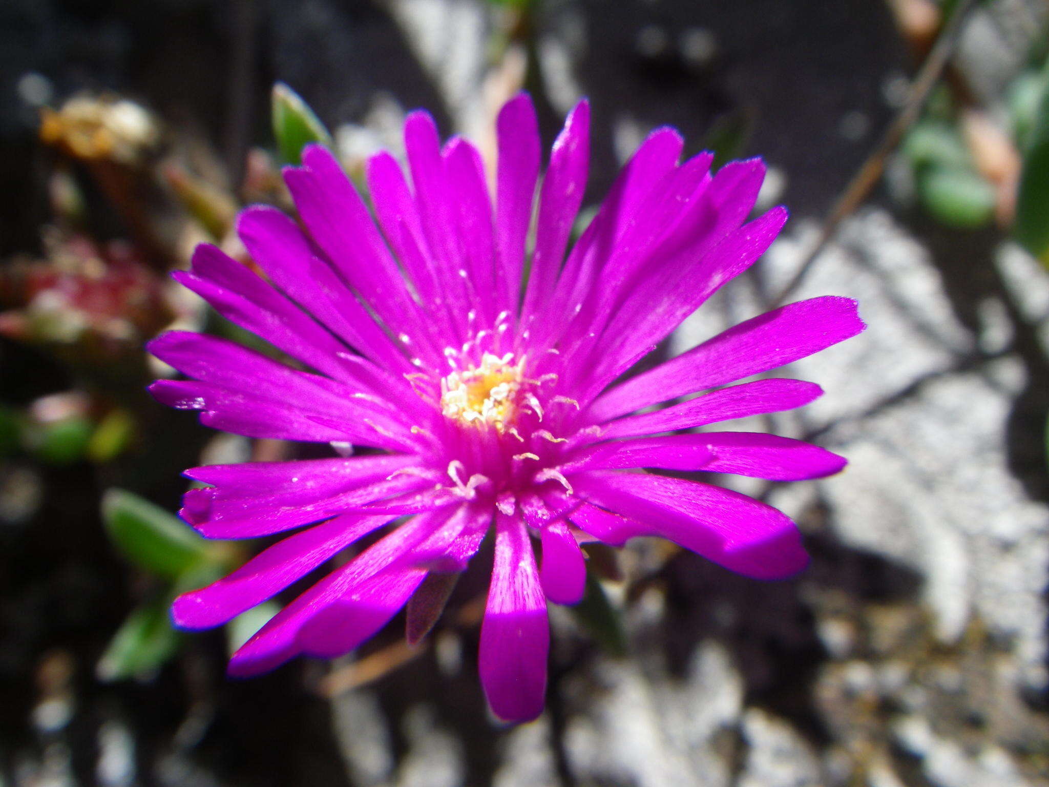 Delosperma obtusum L. Bol. resmi