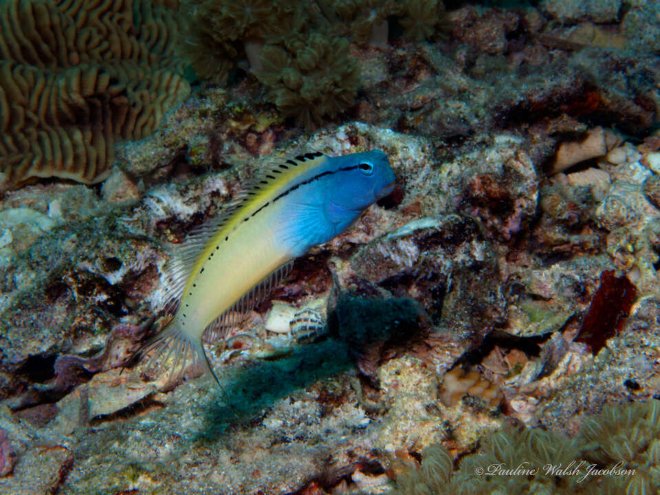 Image of Red Sea Mimic Blenny