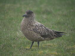 Plancia ëd Stercorarius skua (Brünnich 1764)