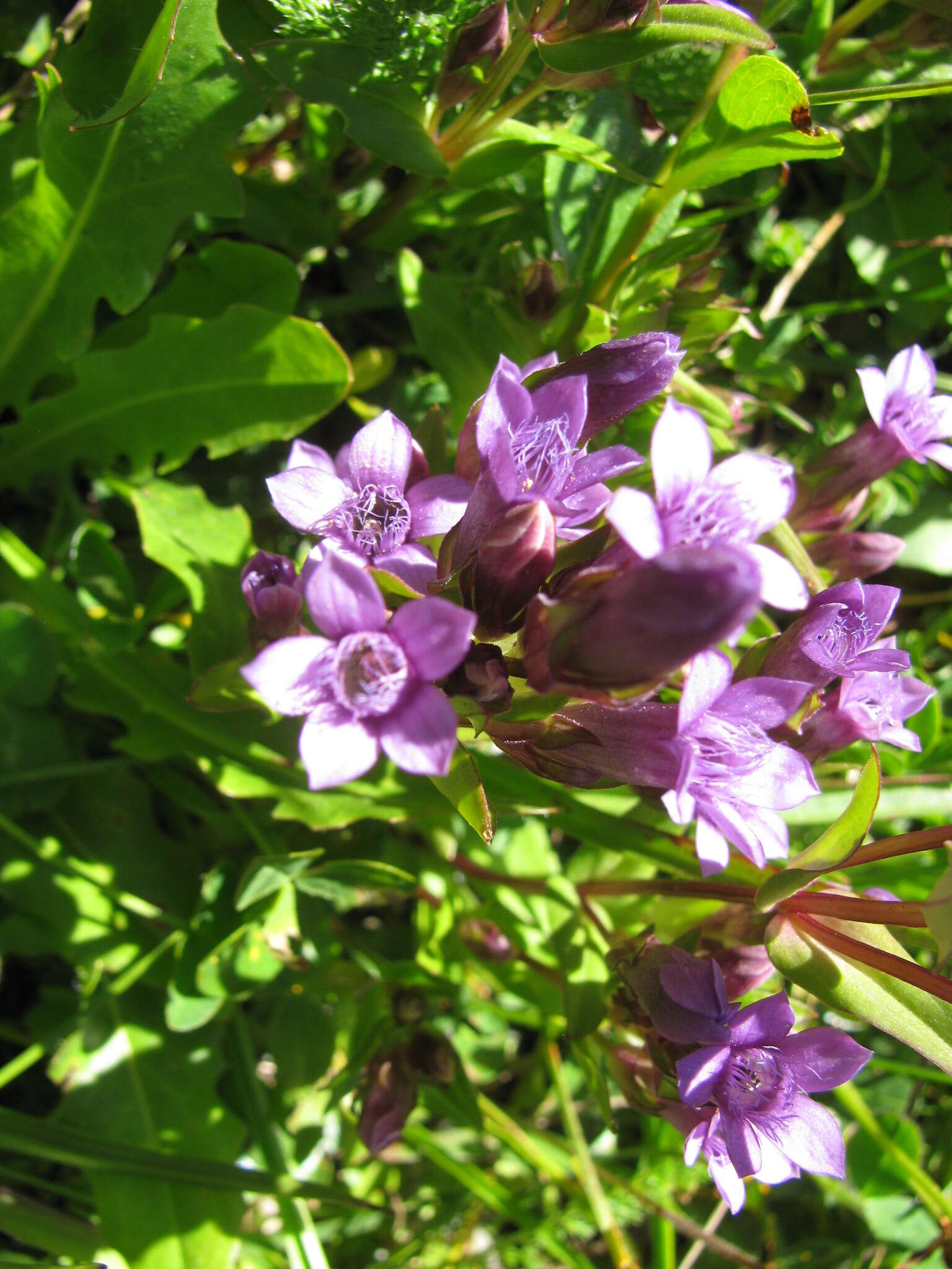 Image of Gentianella ramosa (Hegetschw.) J. Holub