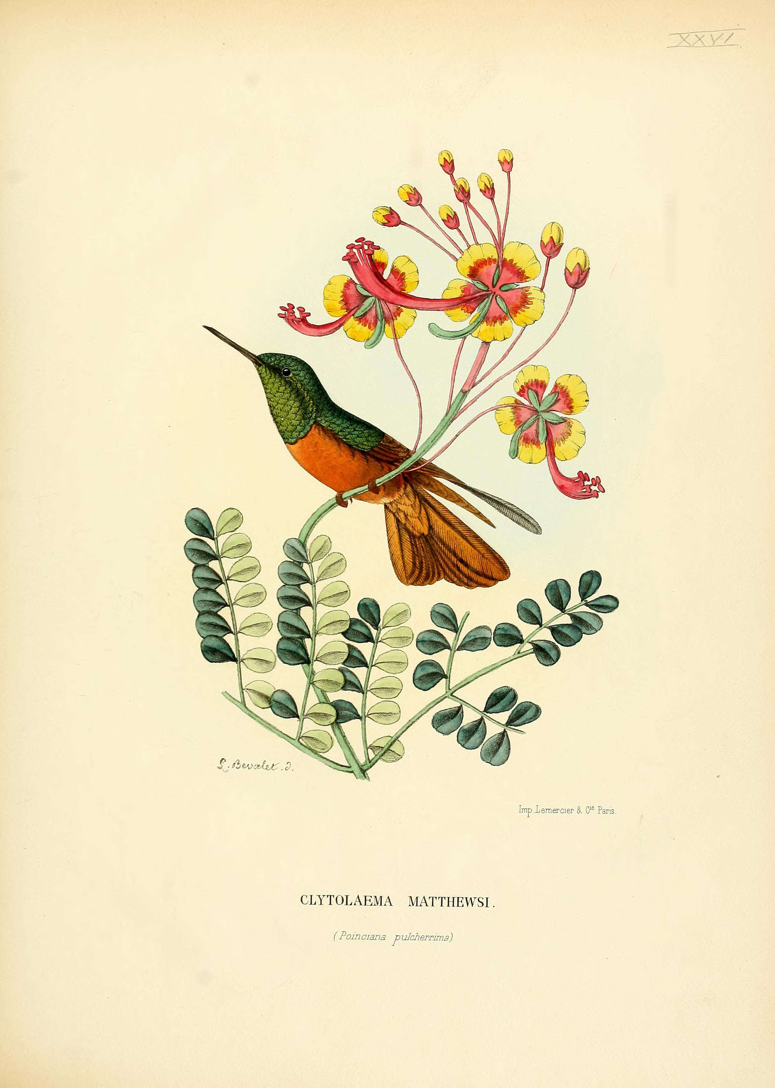 Image of Chestnut-breasted Coronet