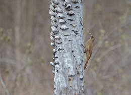 Image of Moustached Woodcreeper