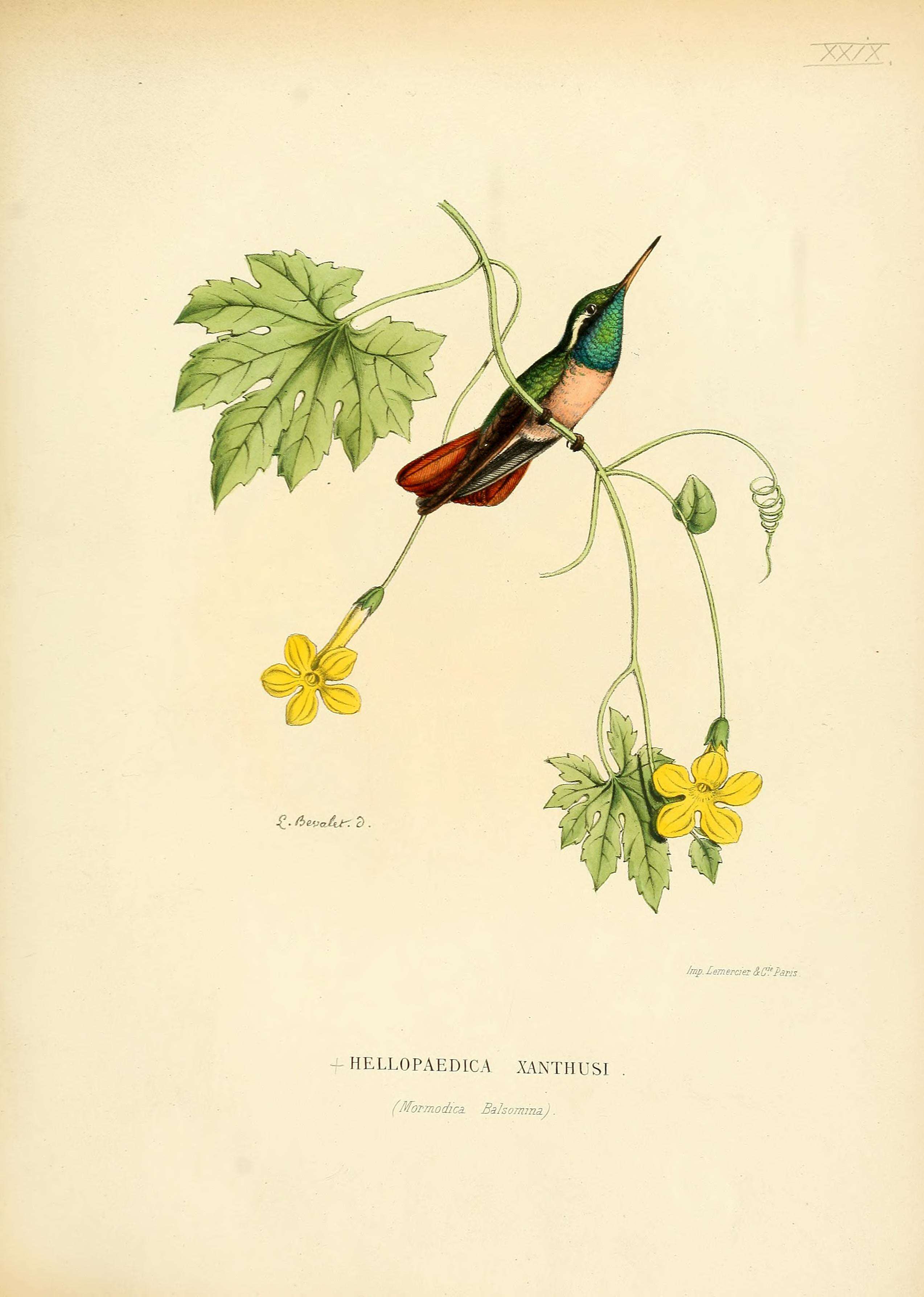 Image of Xantus's Hummingbird